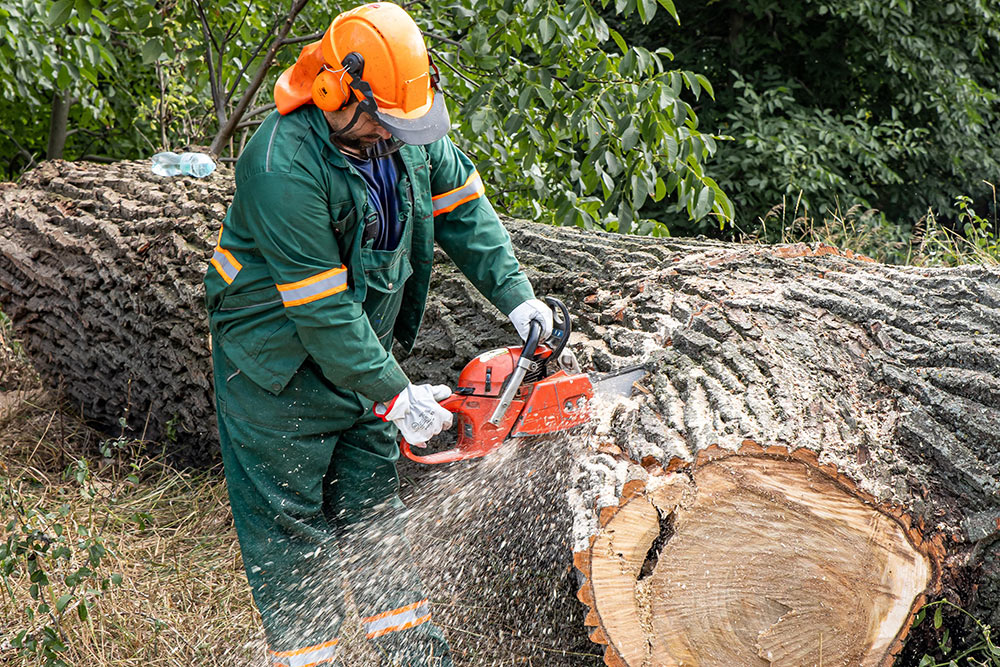 Zagospodarowanie terenów zielonych